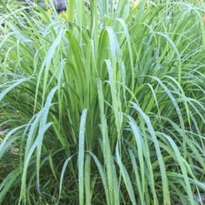 CITRONNELLE CYMBOPOGON CITRATUS D 8