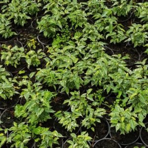 FICUS KINKY 2 L