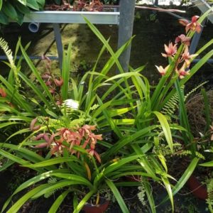 CYMBIDIUM HYBRID 4,5L