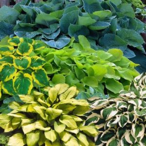 HOSTA HYBRID D14