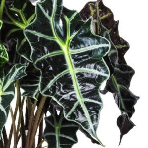 ALOCASIA AMAZONICA D14