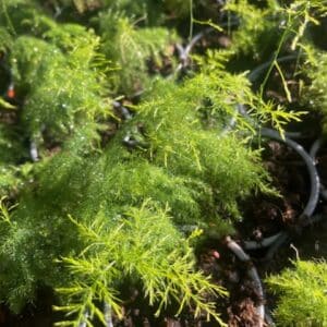 ASPARAGUS PLUMOSUS