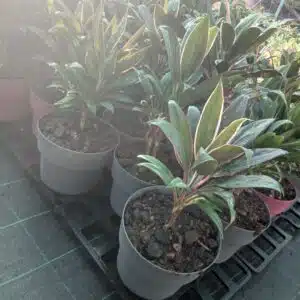 CORDYLINE FRUCTICOSA