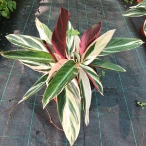CTENANTHE TRIOSTAR