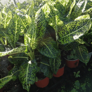 DIEFFENBACHIA PITACLÉ