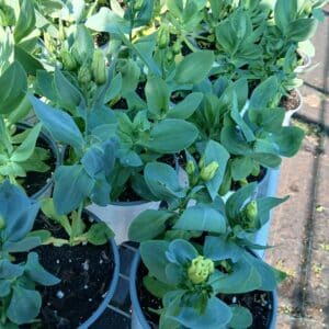 LISIANTHUS NAIN