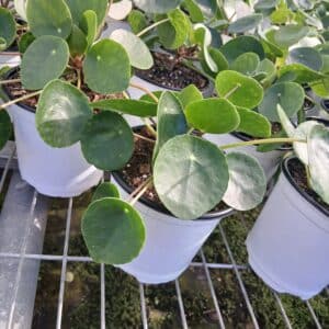 PILEA