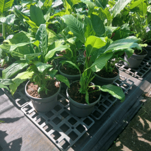 SPATHIPHYLLUM PEACE LILY