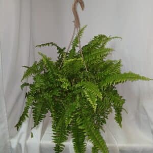 SUSPENSION NEPHROLEPIS