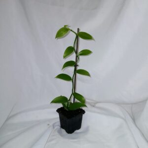 VANILLE DE BOURBON